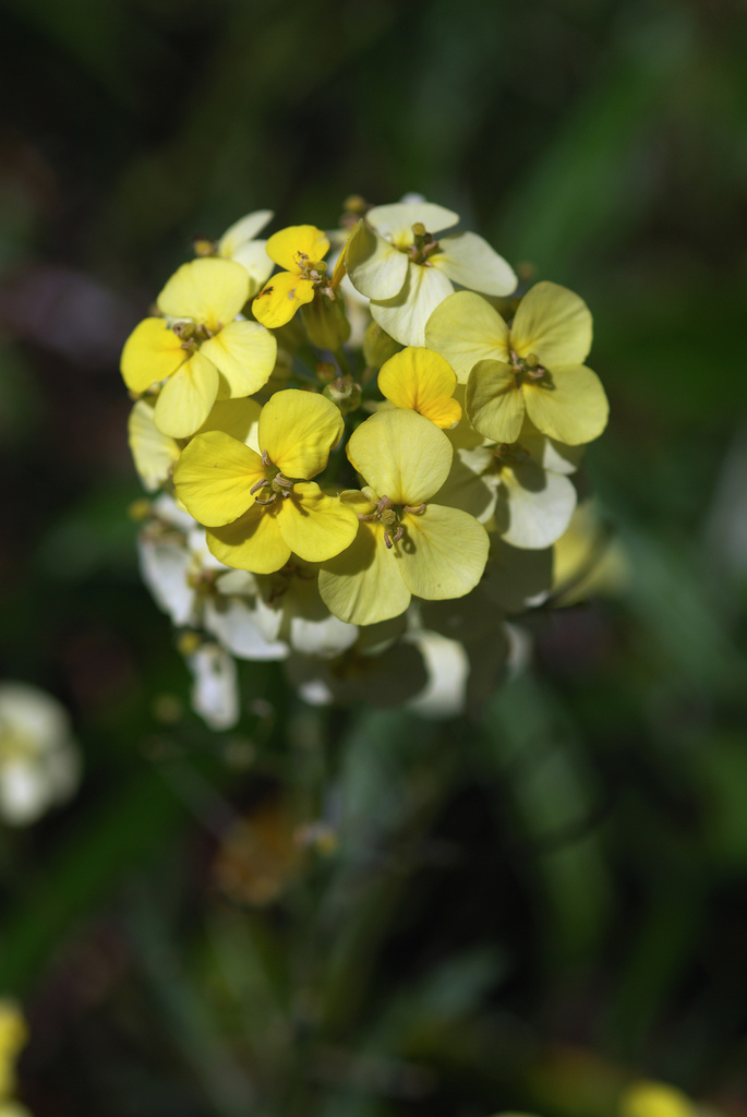 Franciscan wallflower or San Francisco w