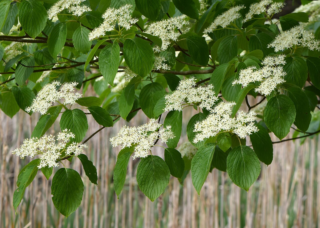 Cornus controversa