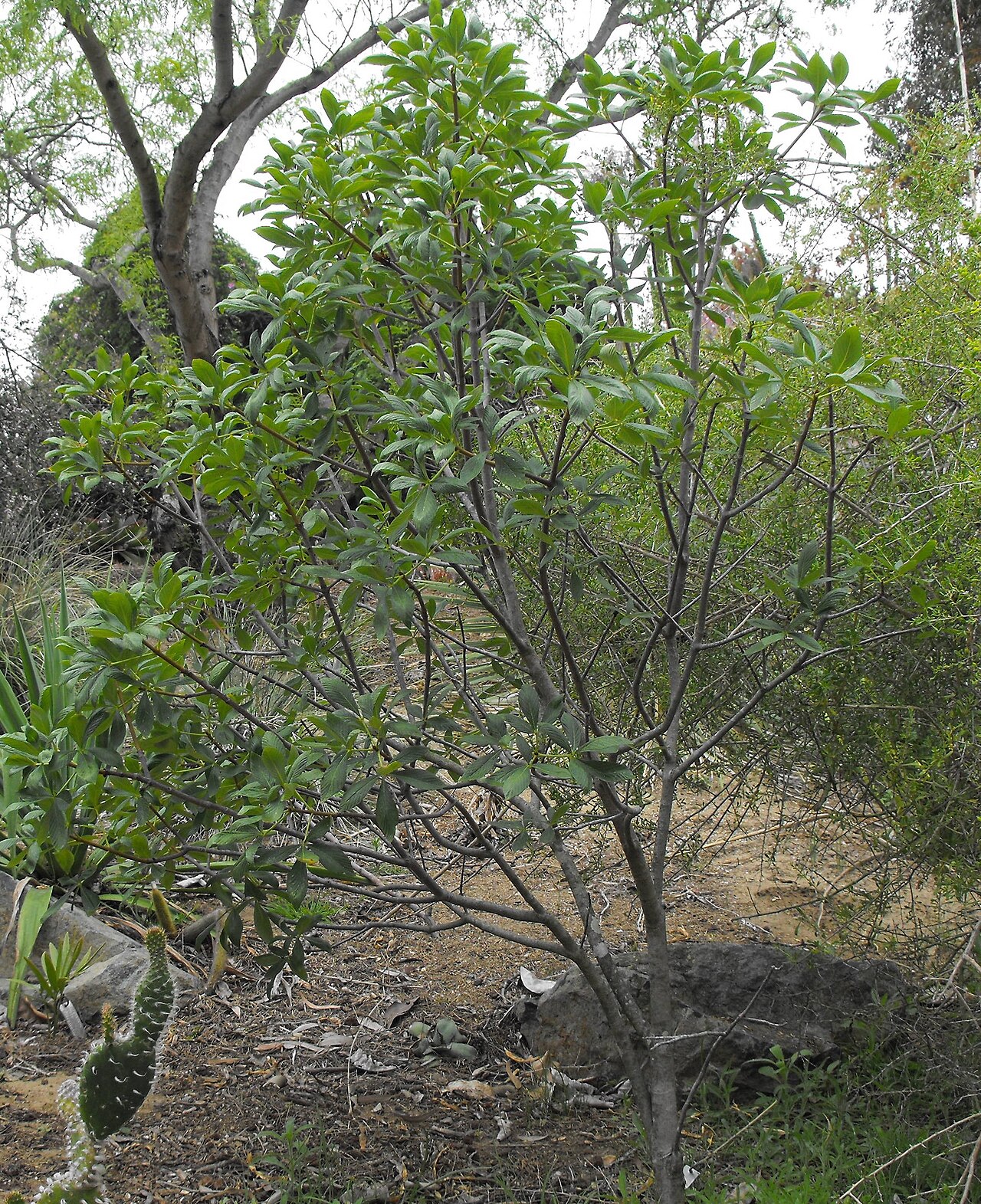 Aesculus parryi