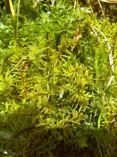Blandow's helodium moss