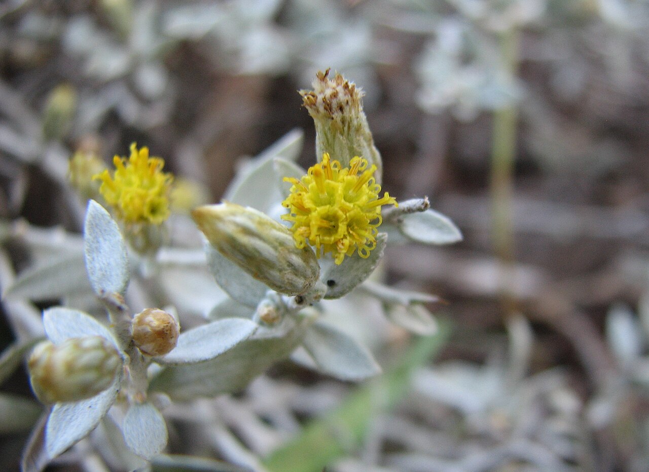 Acanthocladium dockeri