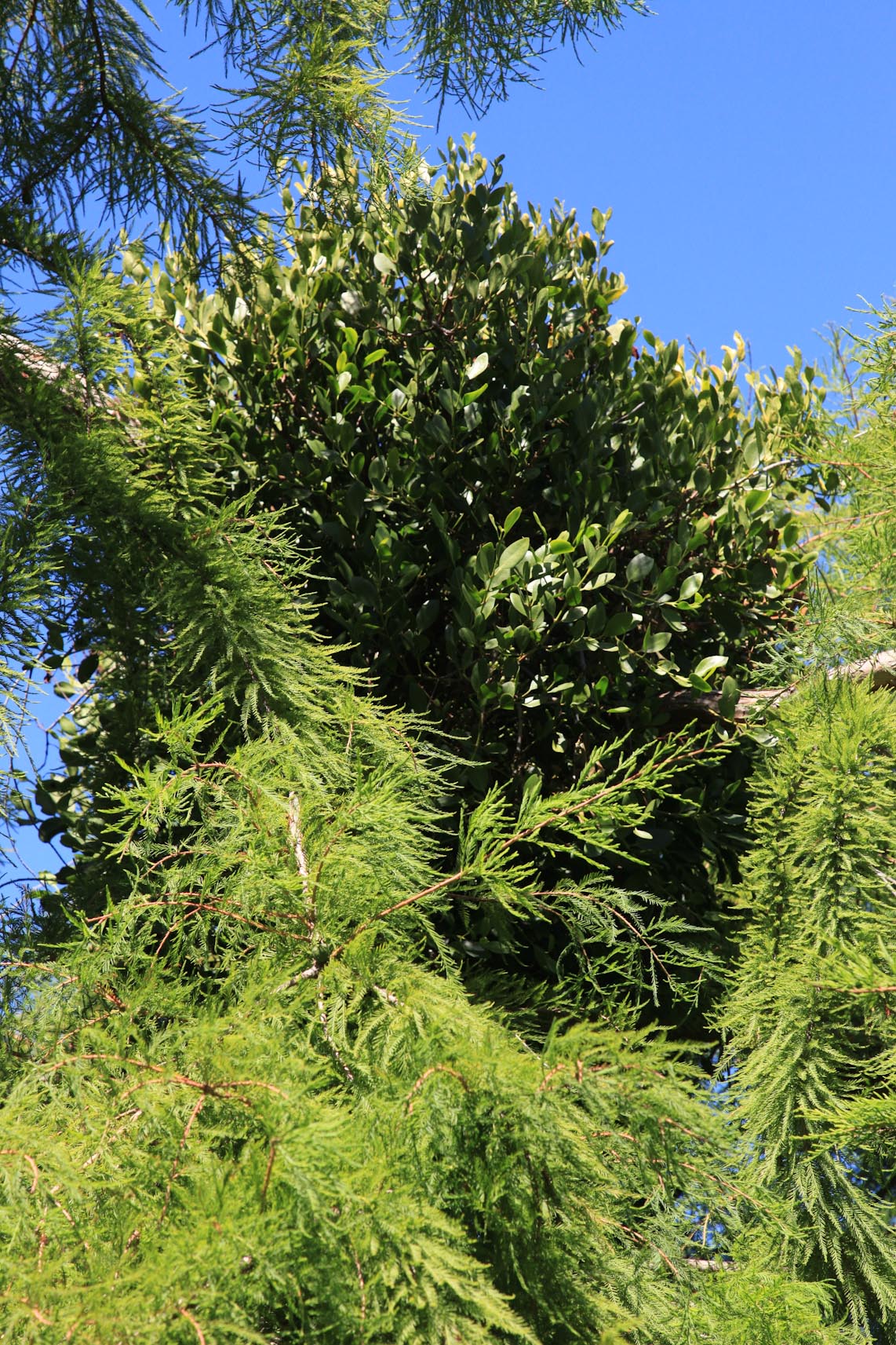 Ileostylus micranthus