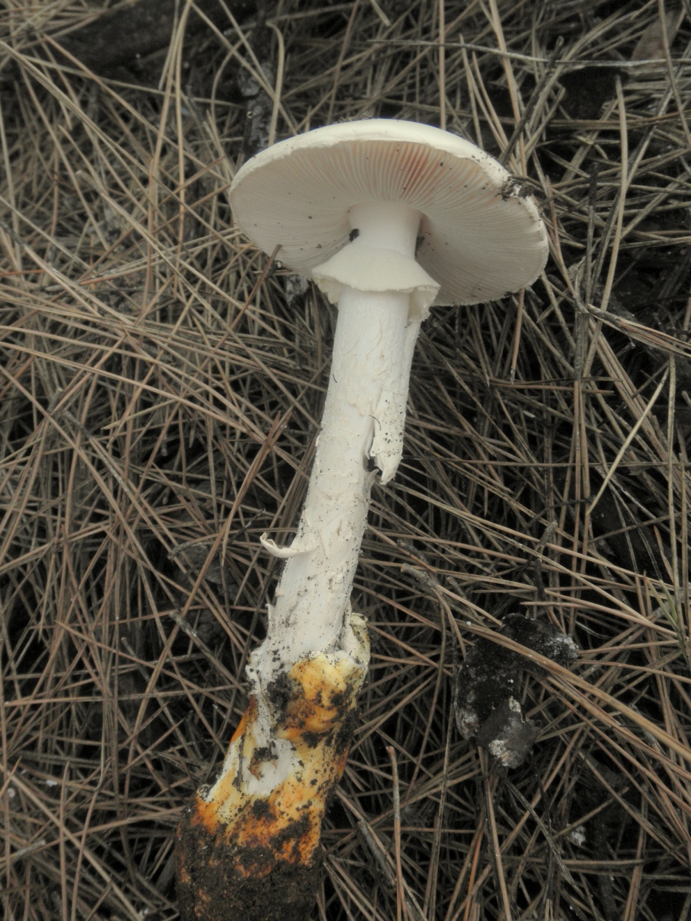 Amanita proxima