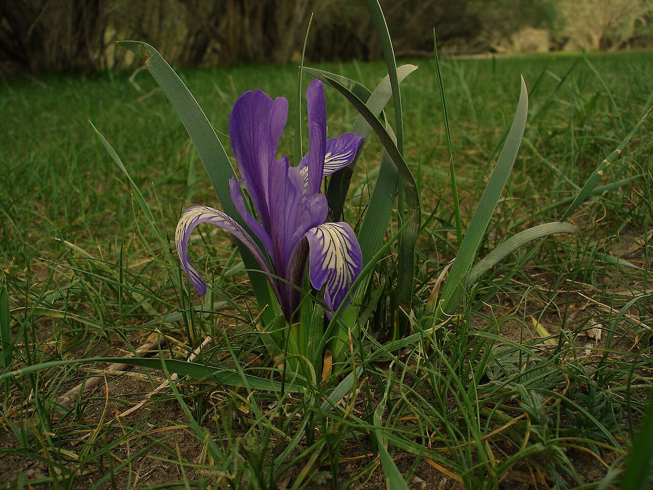 Iris lactea