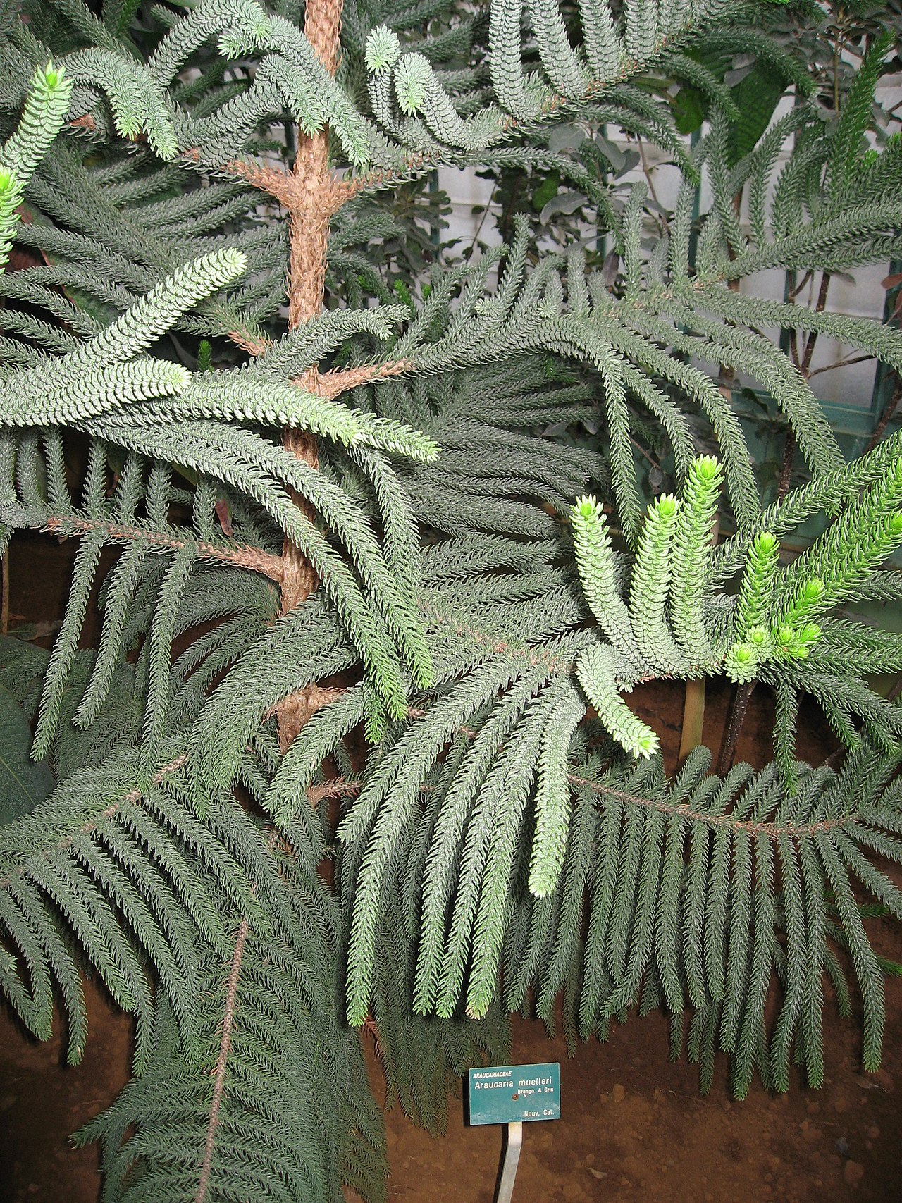 Araucaria muelleri