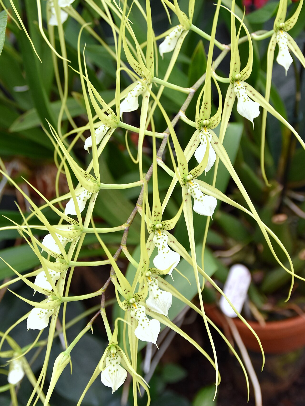 Warty brassia