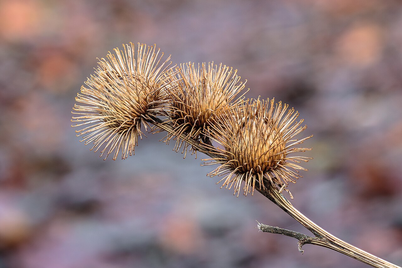 Arctium lappa