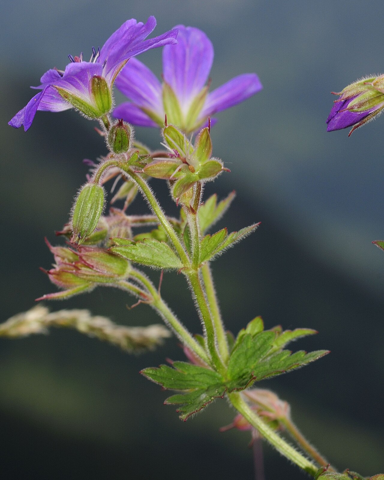 Geranium lilacinum
