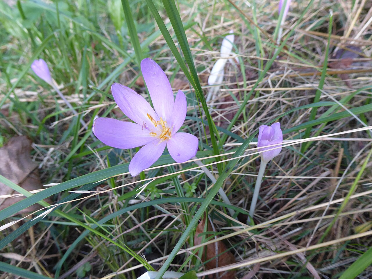 Colchicum autumnale