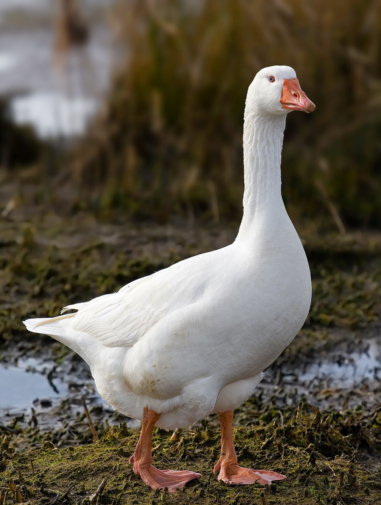Emden goose