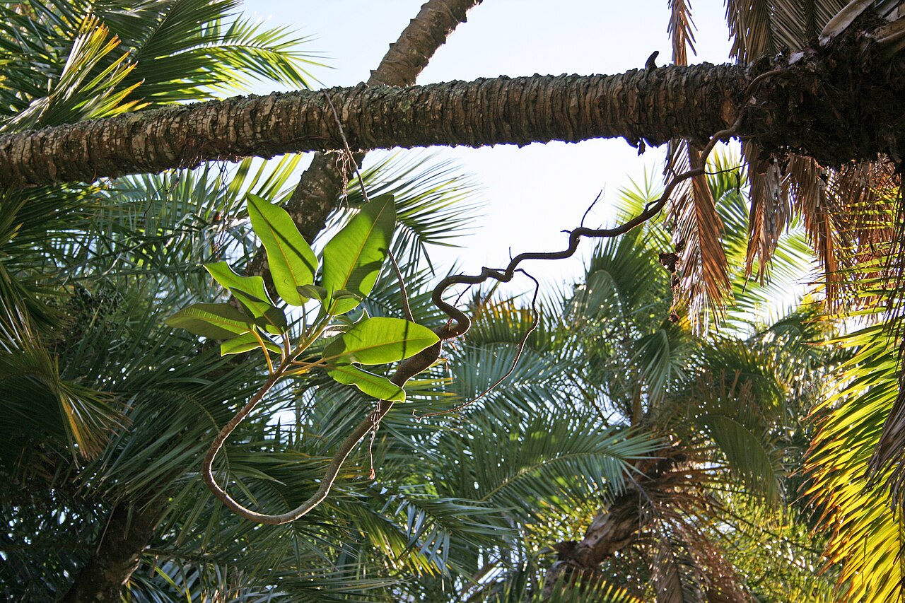Phoenix reclinata