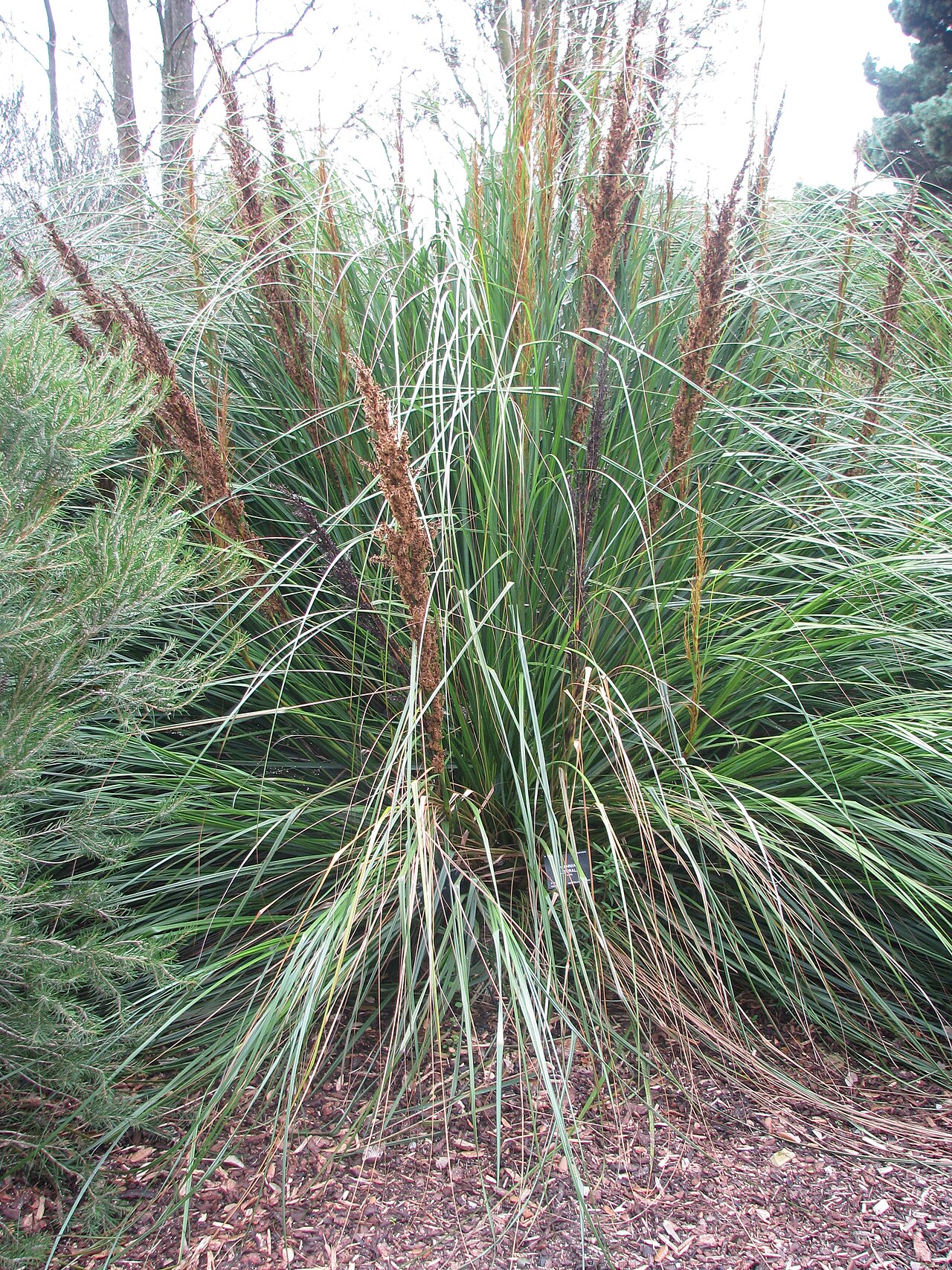 Gahnia australis