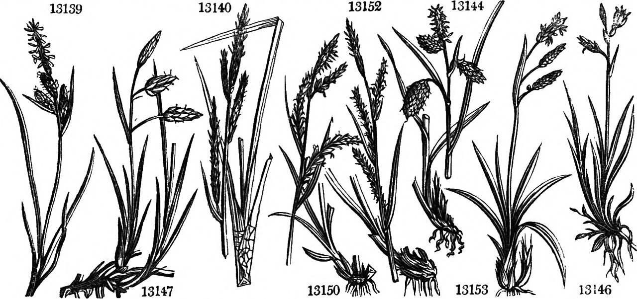 Scirpus aquatilis