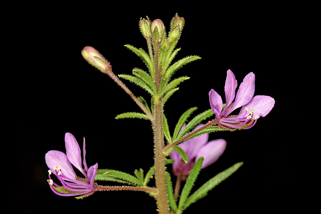 Sieruela rubella