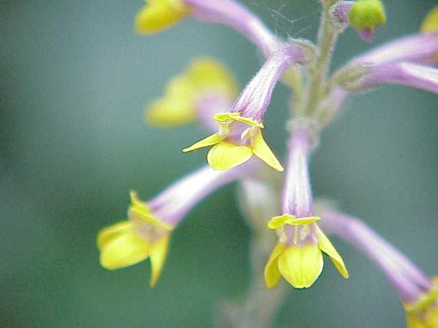 Gymnostachyum ceylanicum