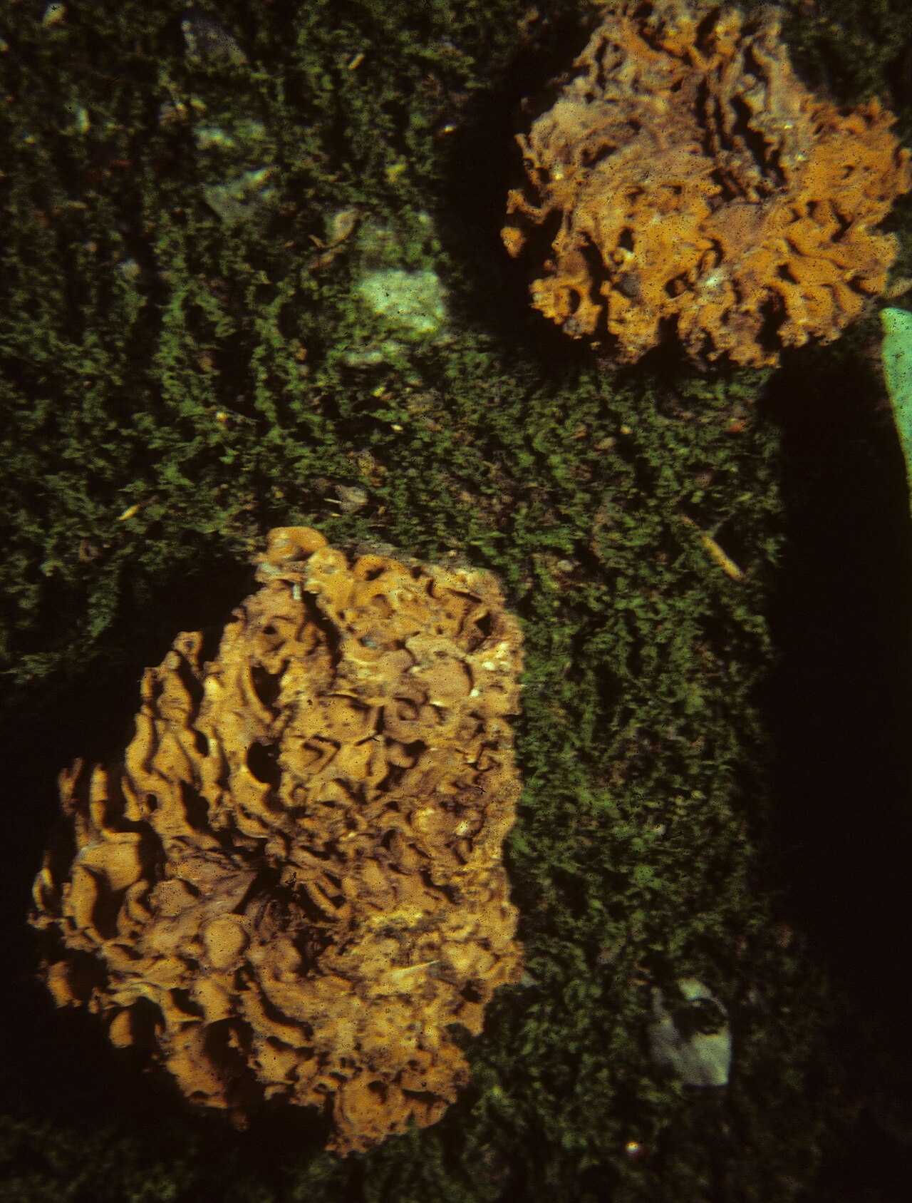 Gautieria morchelliformis