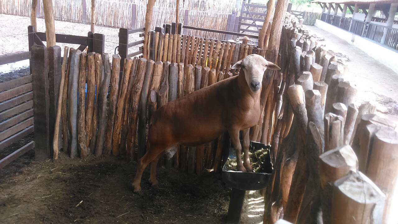 Morada Nova