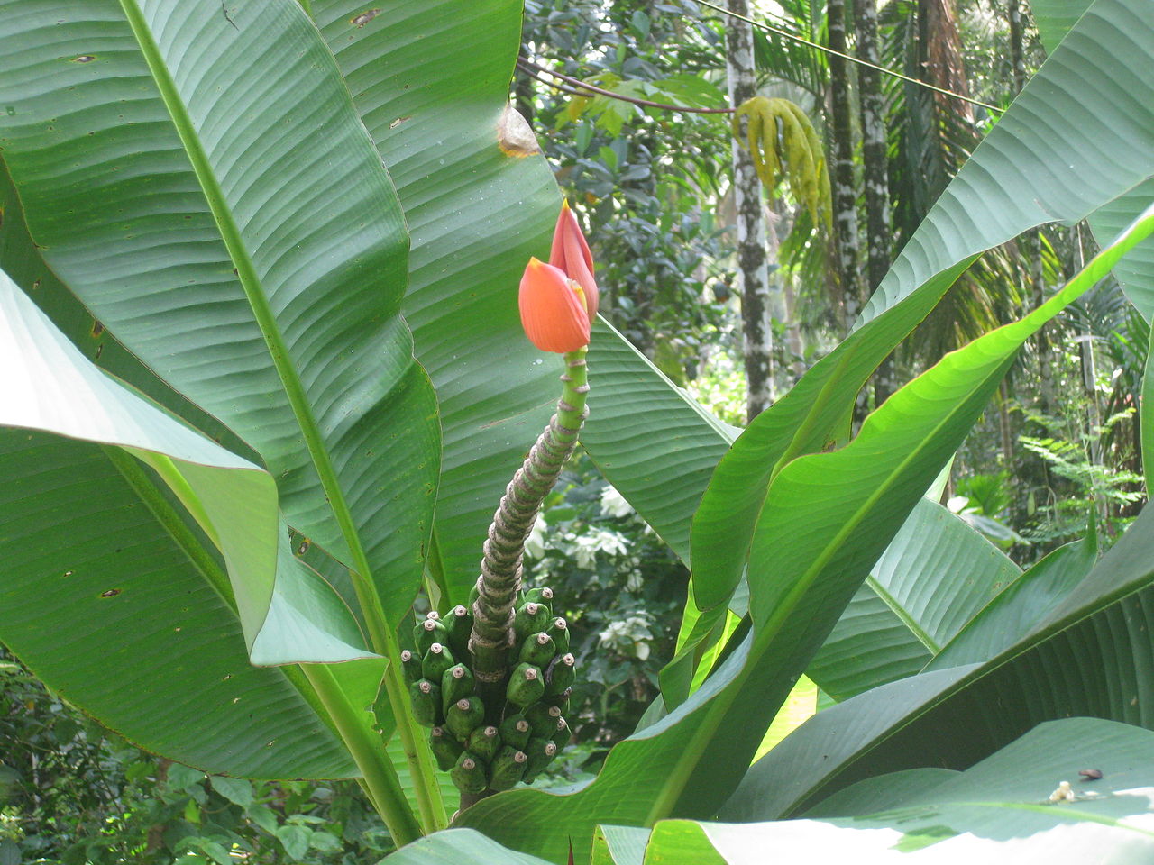 Musa ornata