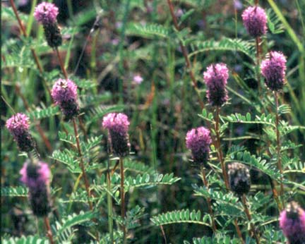 Dalea foliosa