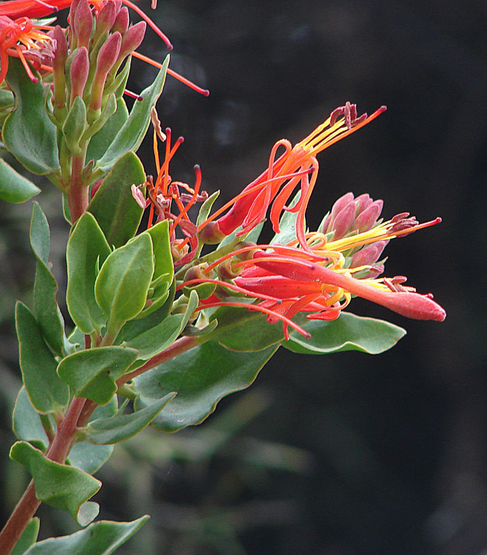 Tristerix pubescens