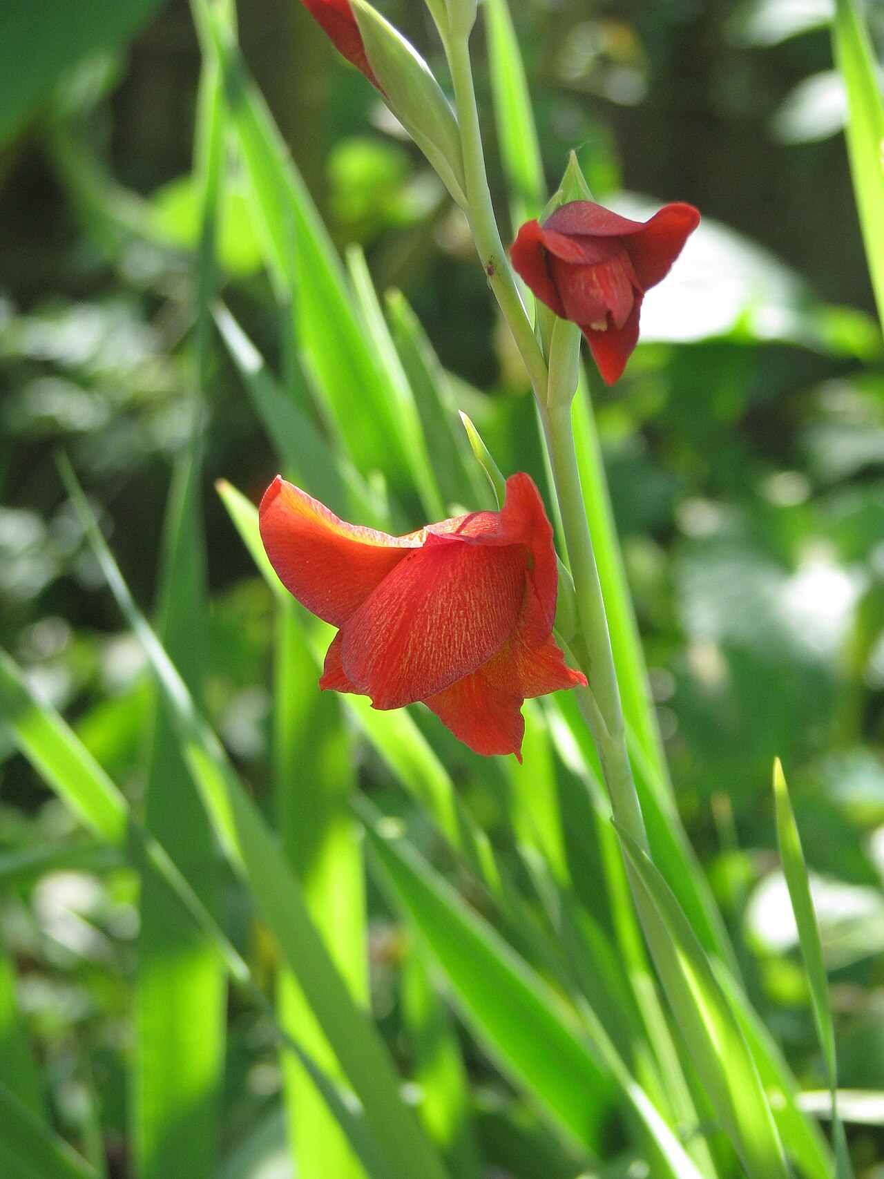 Gladiolus watsonioides