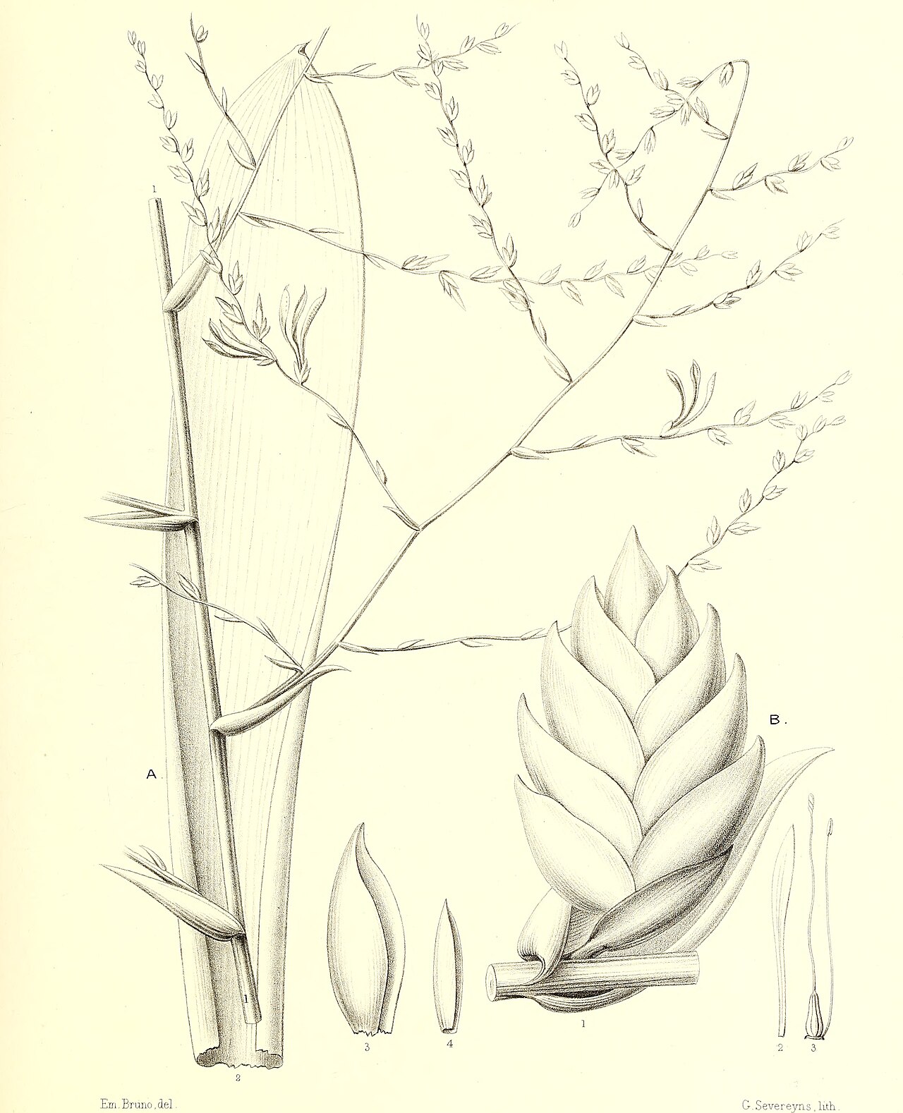 Racinaea tenuispica