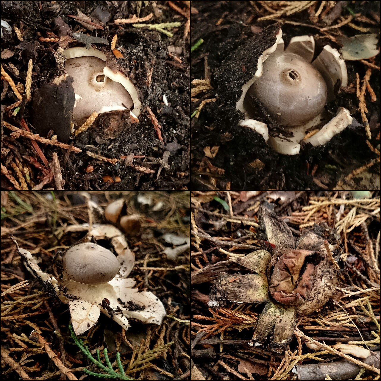 Geastrum coronatum