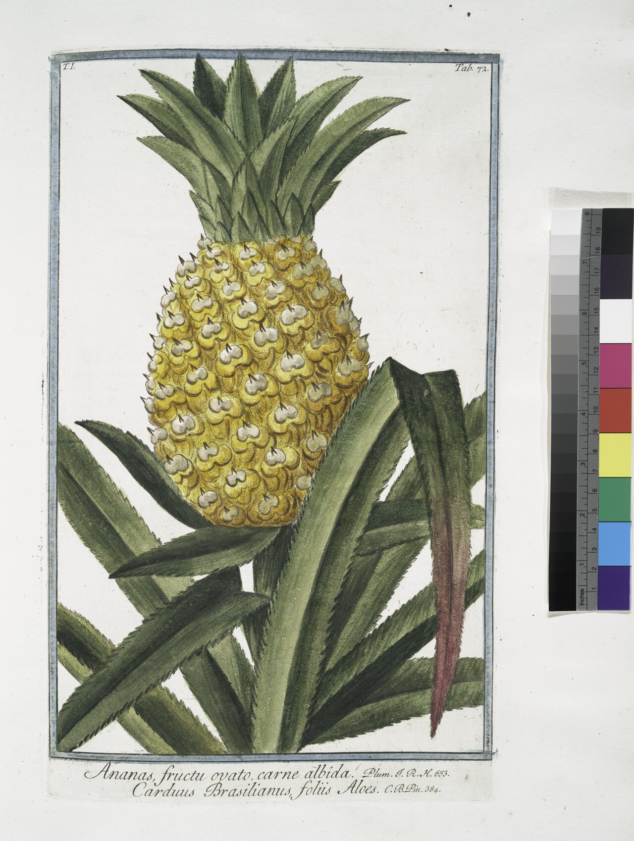 Aloe albida