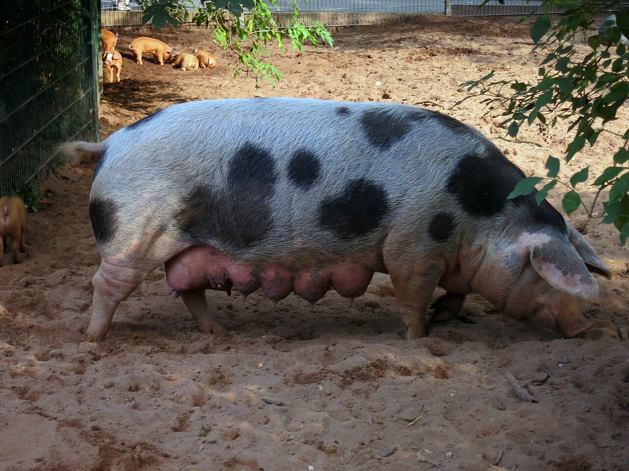 Bentheim Black Pied
