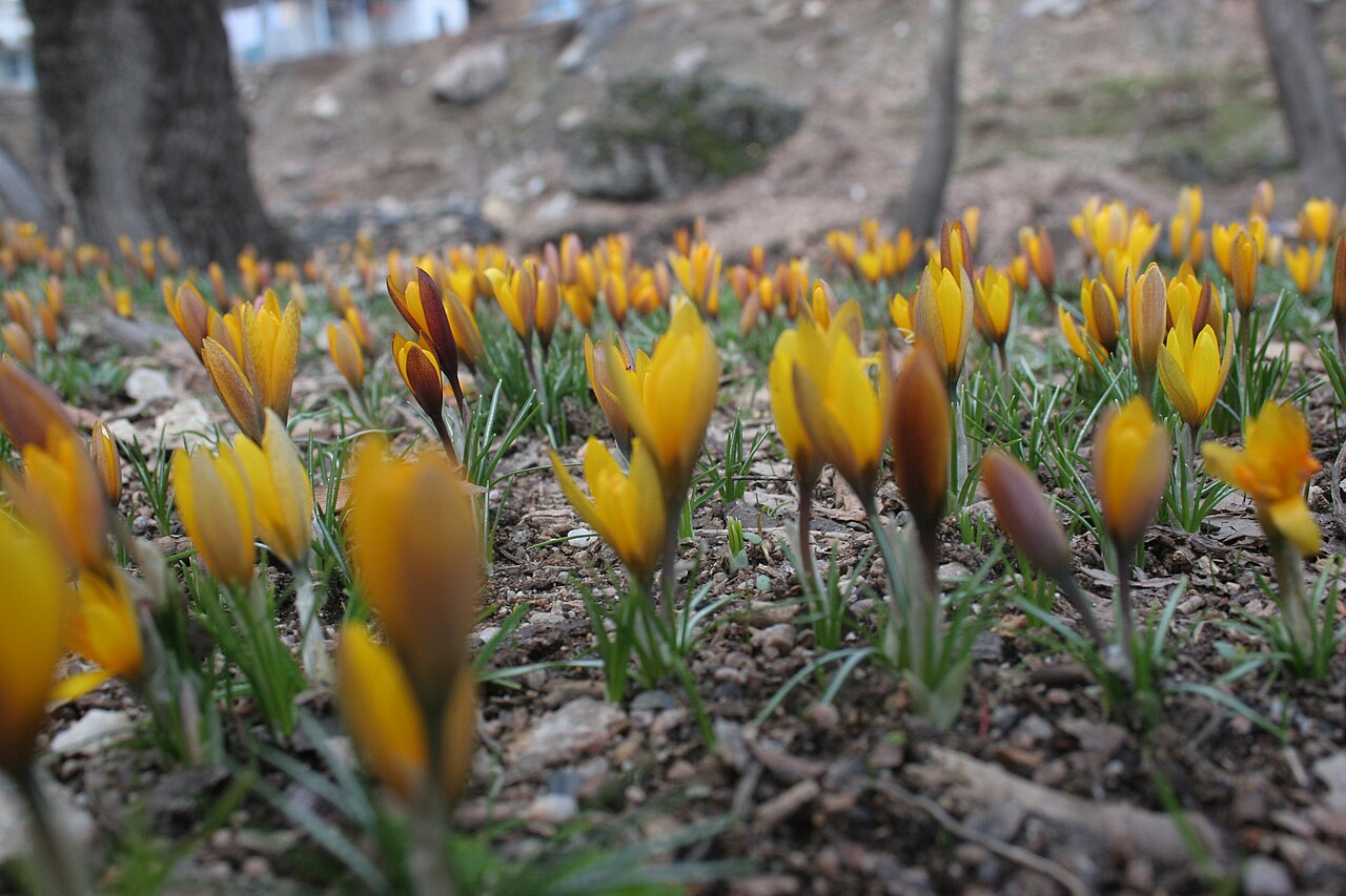 Crocus korolkowii