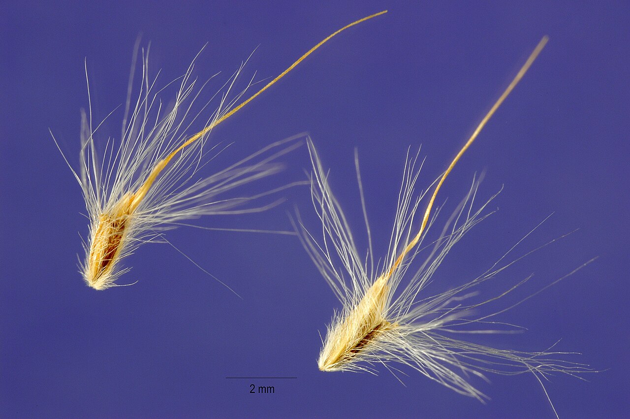 Bothriochloa saccharoides
