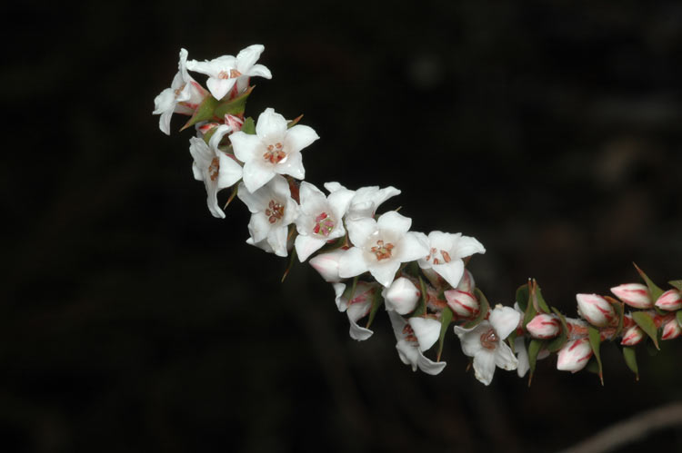 Epacris tasmanica