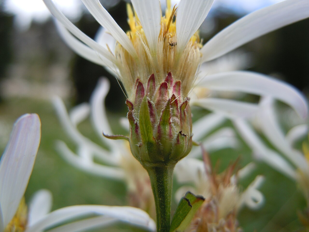 Eucephalus engelmannii