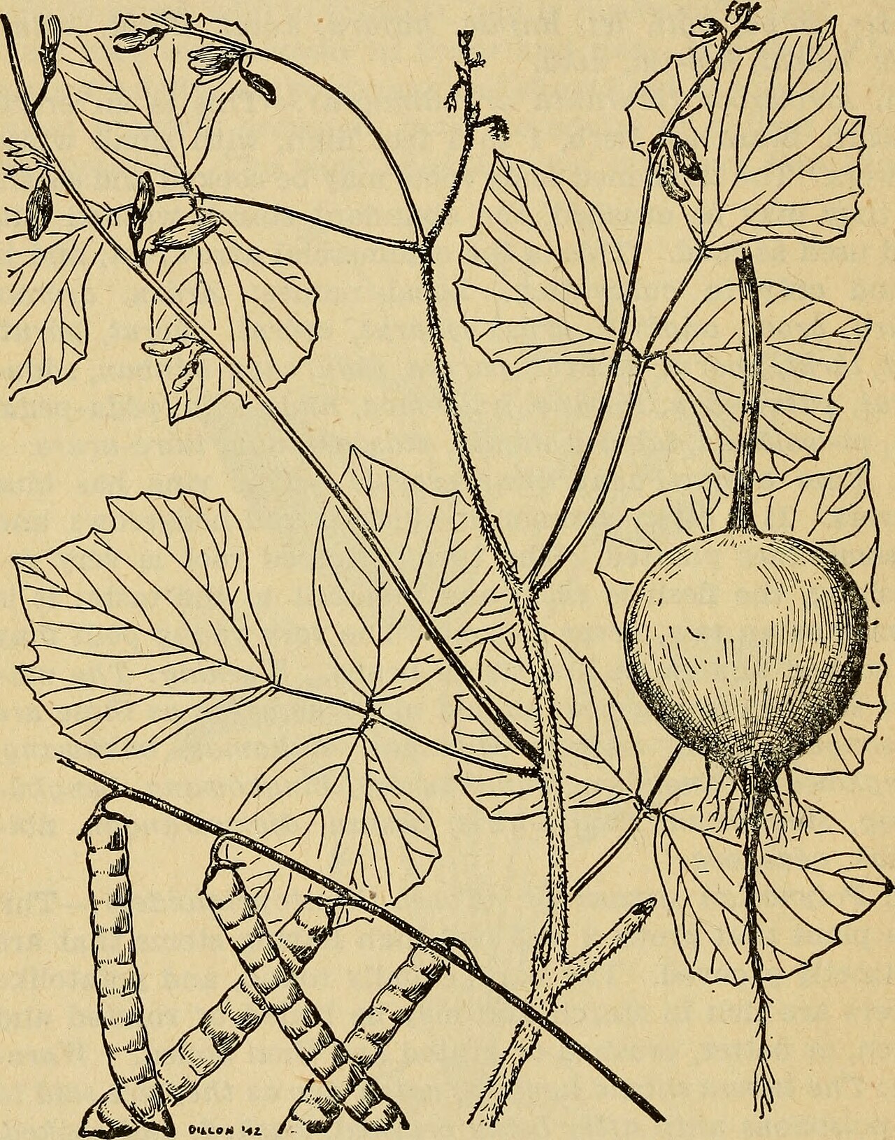 Eleocharis dulcis