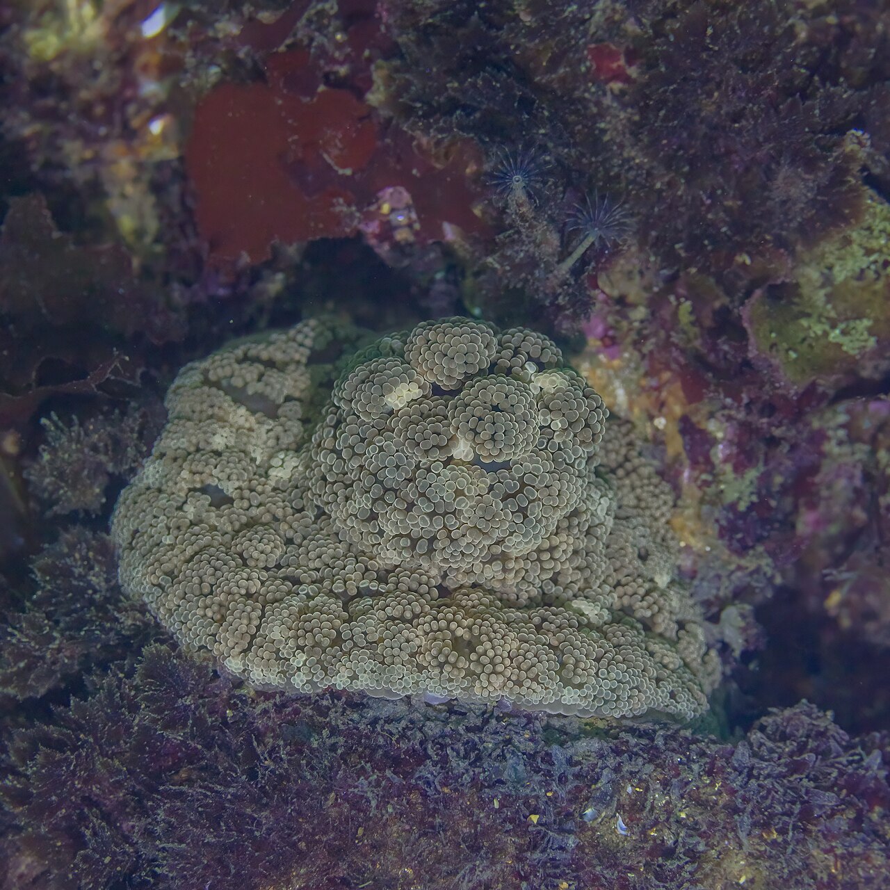 Alicia mirabilis