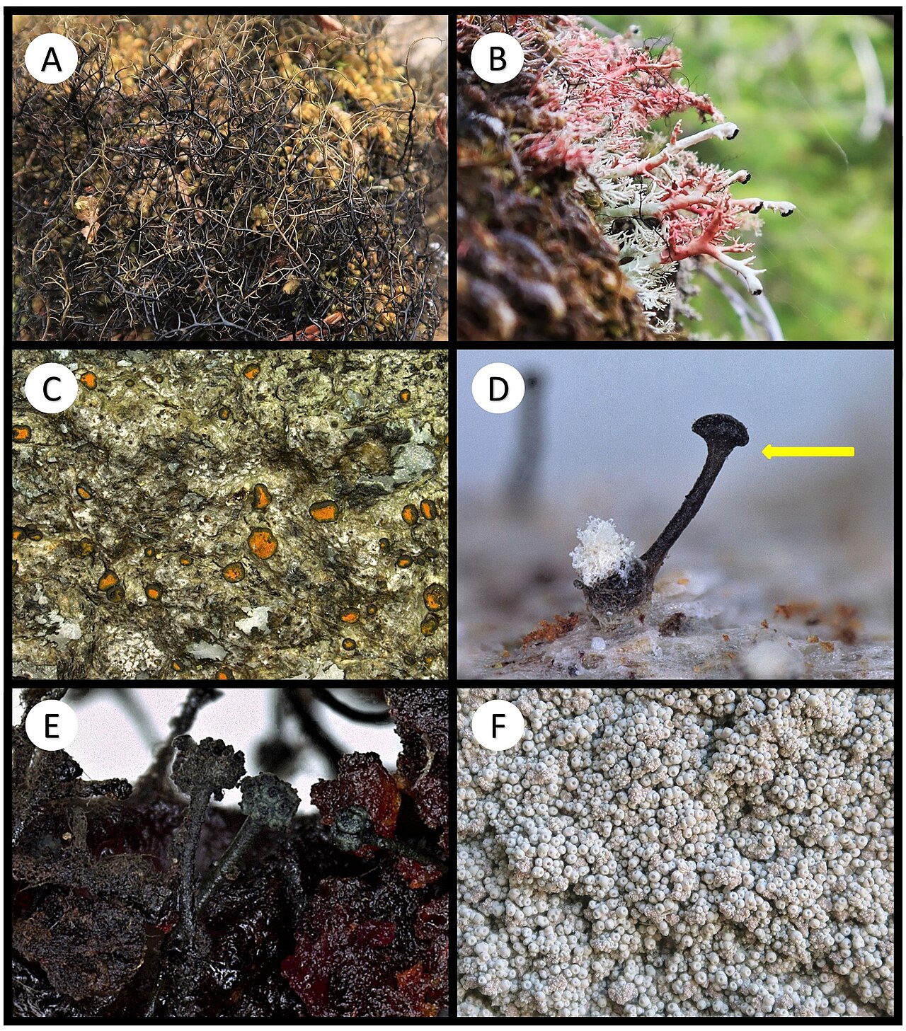 Coccotrema maritimum
