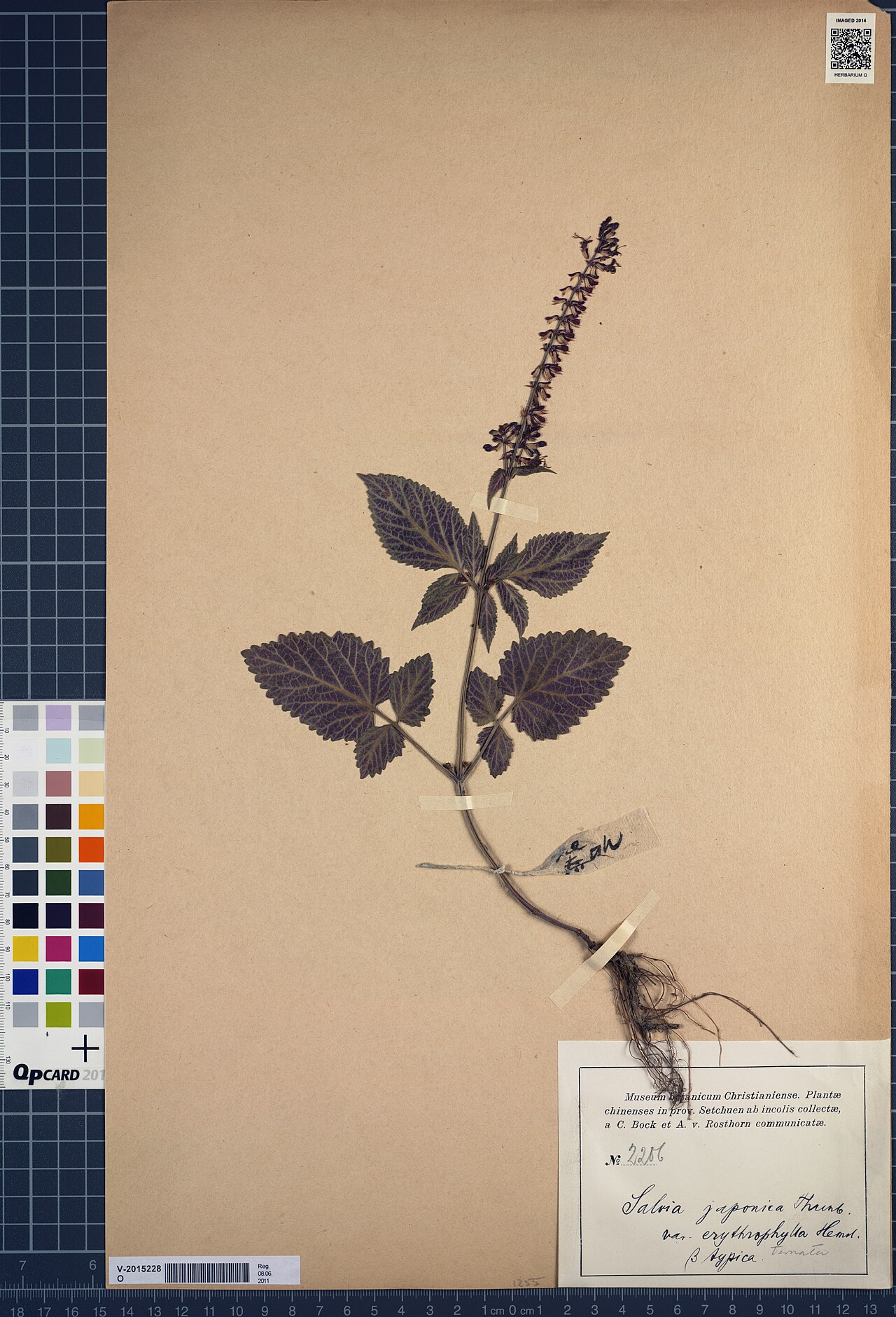 Salvia cavaleriei