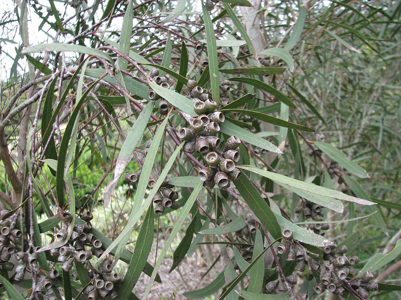 Green mallee