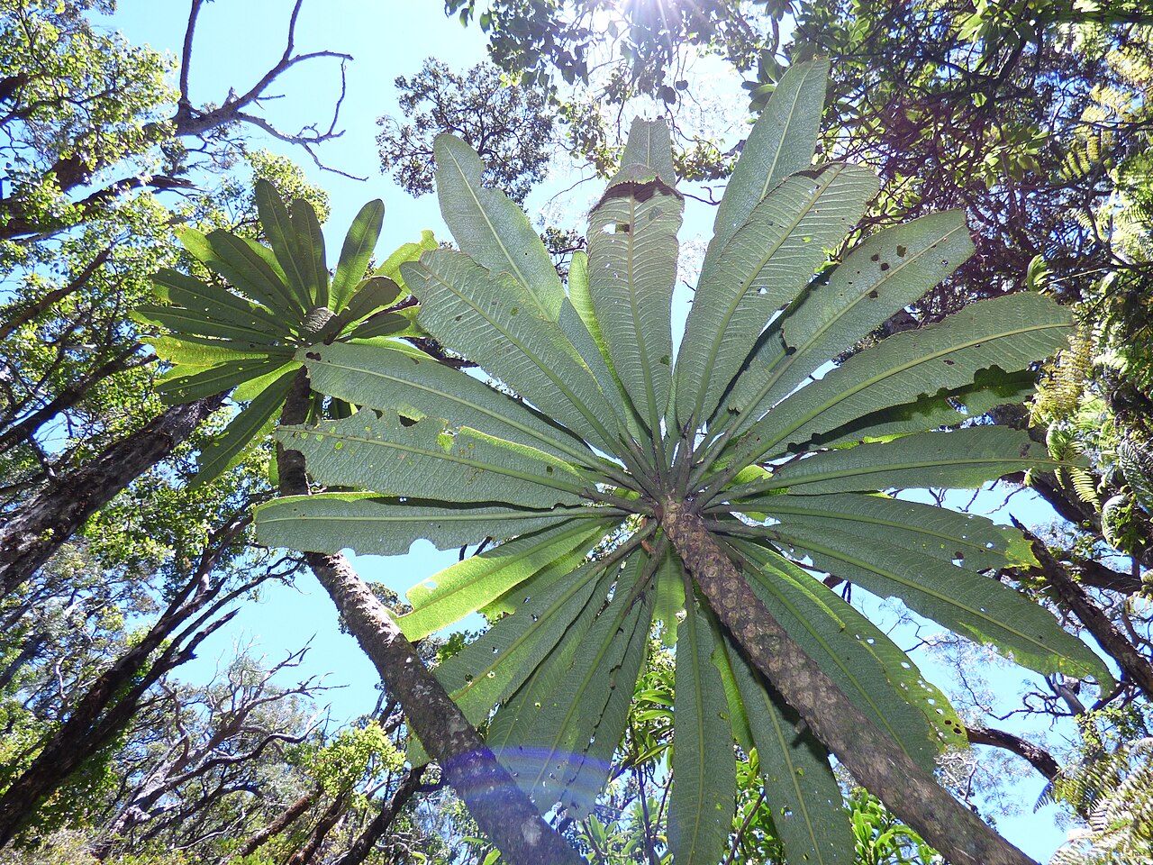 Cyanea aculeatiflora