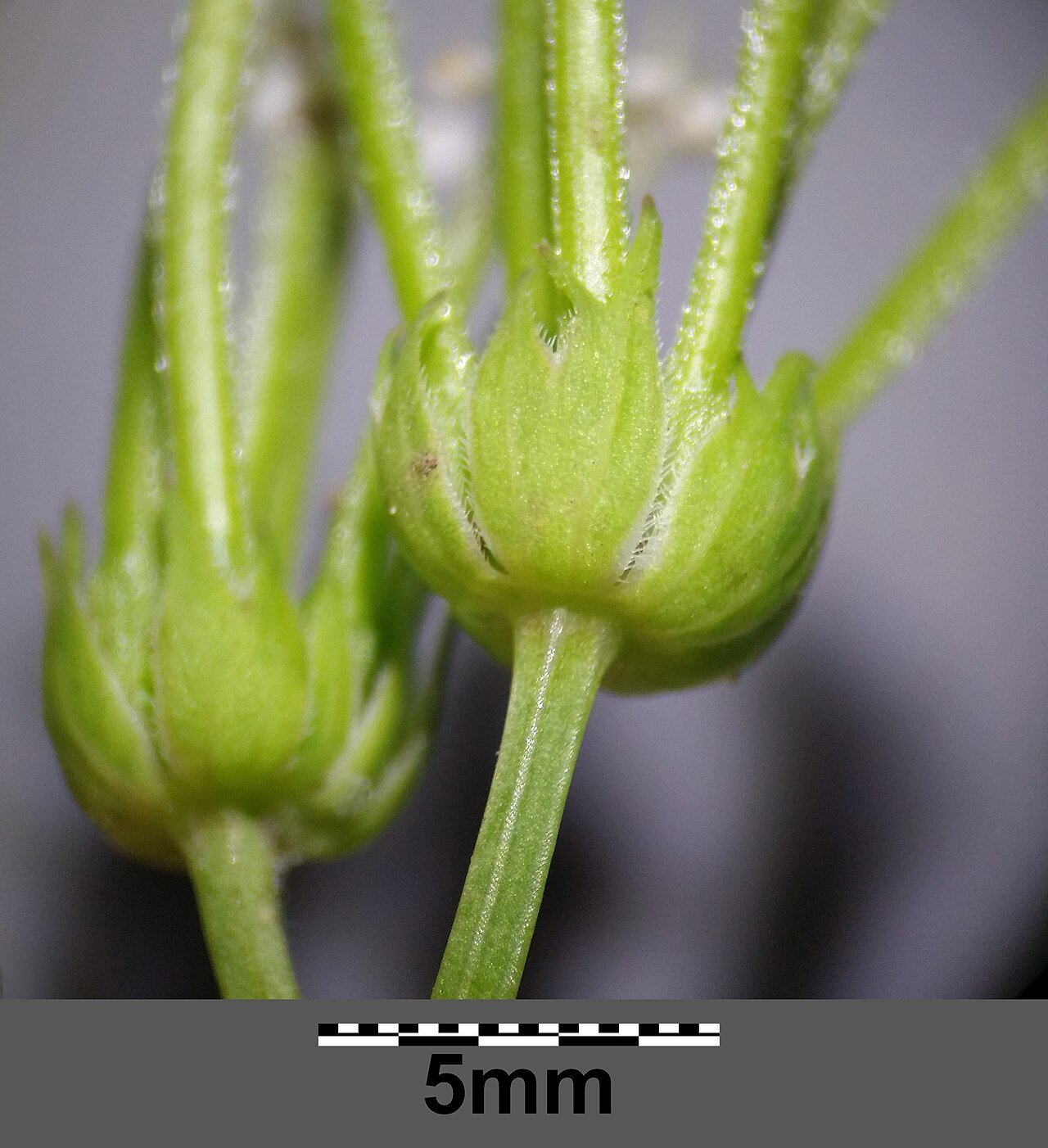 Scandix pecten