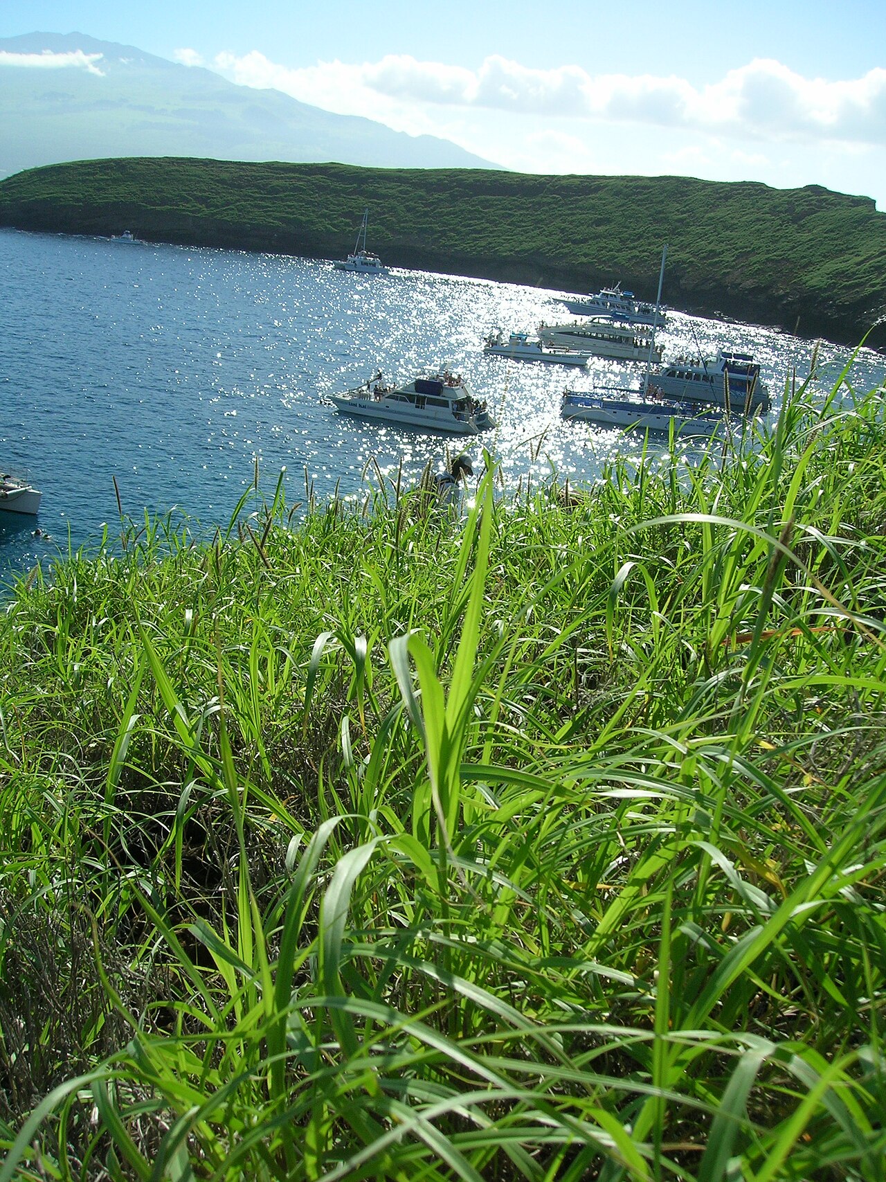 Cenchrus ciliaris