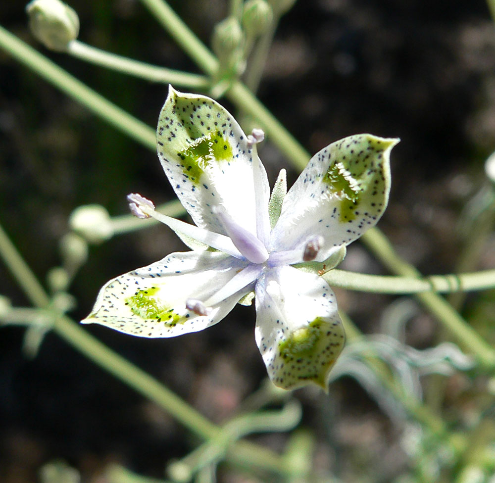 Frasera albomarginata