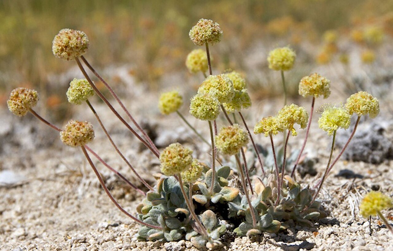 Eriogonum argophyllum