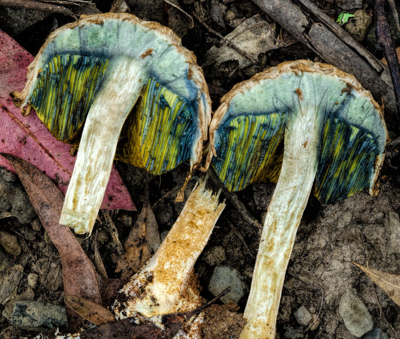Boletellus dissiliens