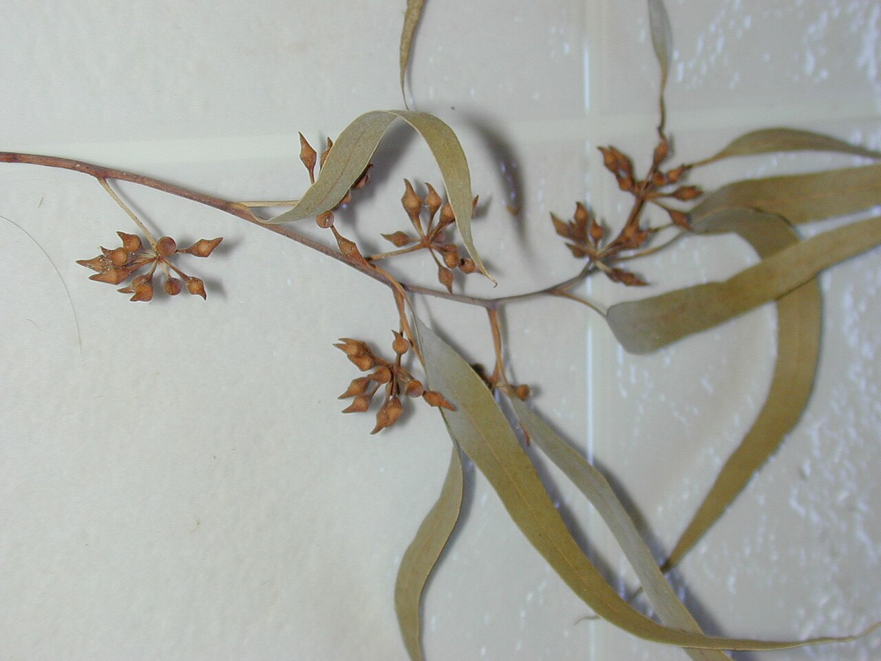 River red gum