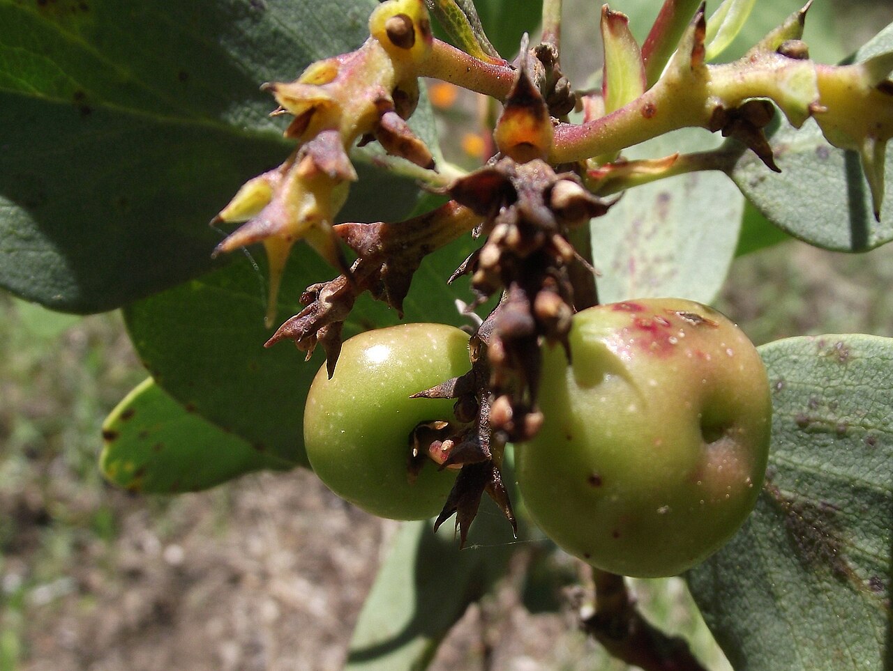 Arctostaphylos mewukka