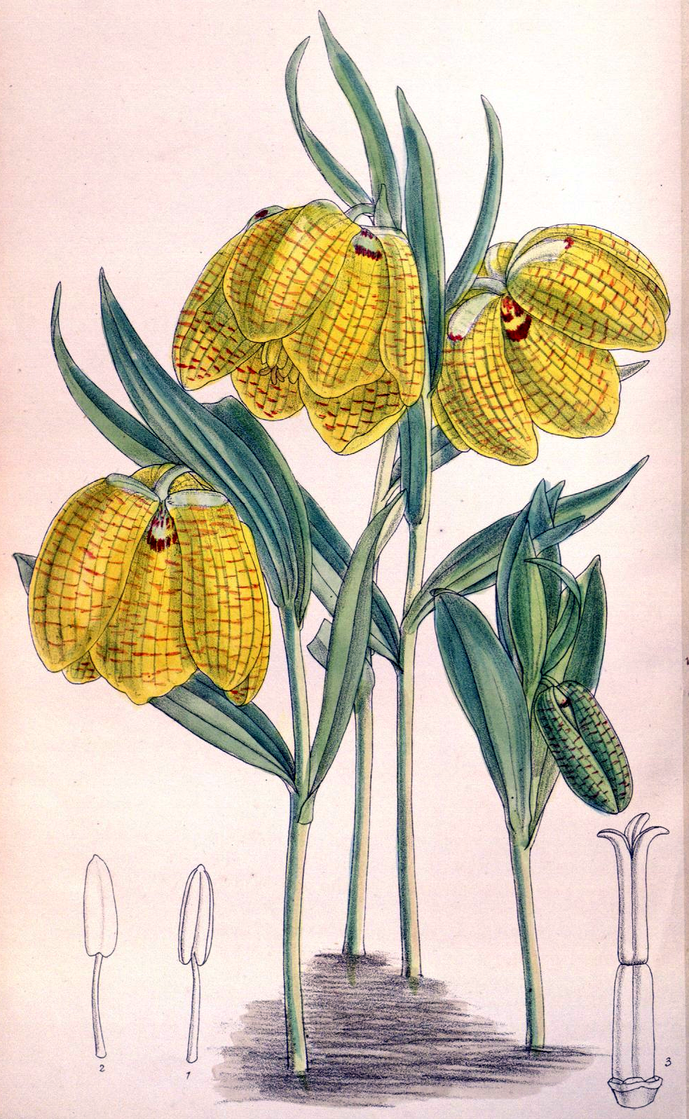Fritillaria aurea