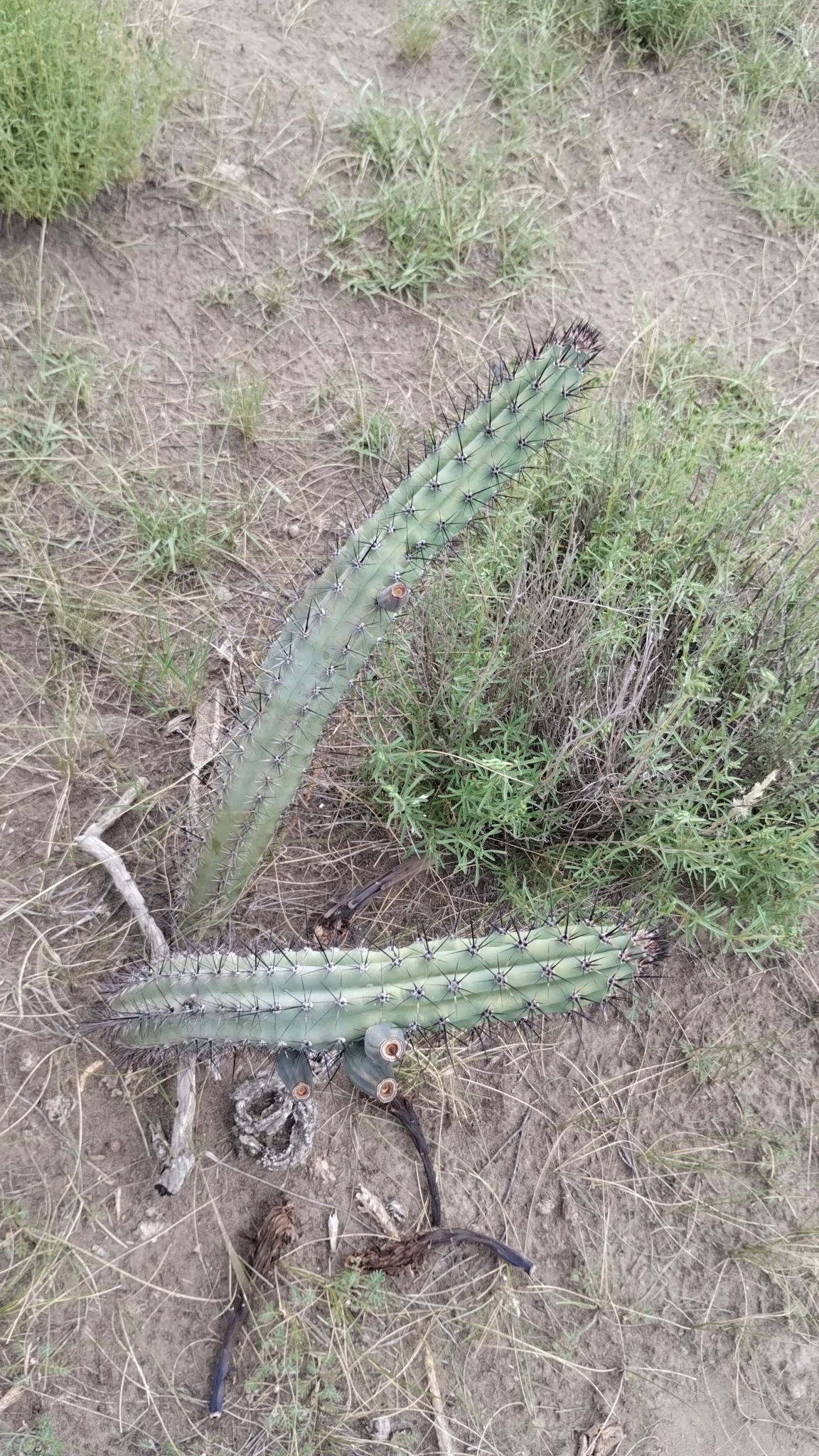 Cereus chalybaeus