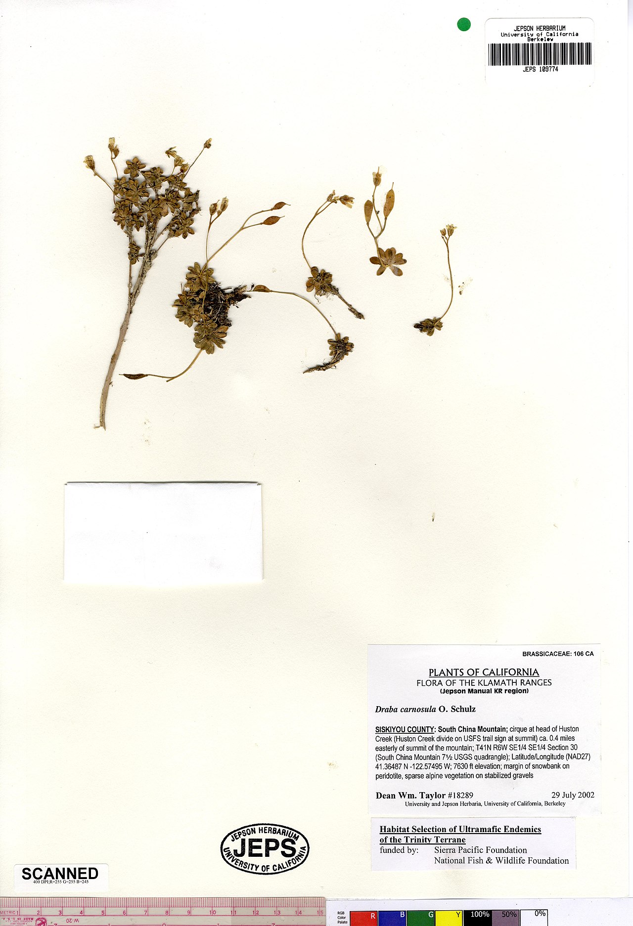 Draba carnosula
