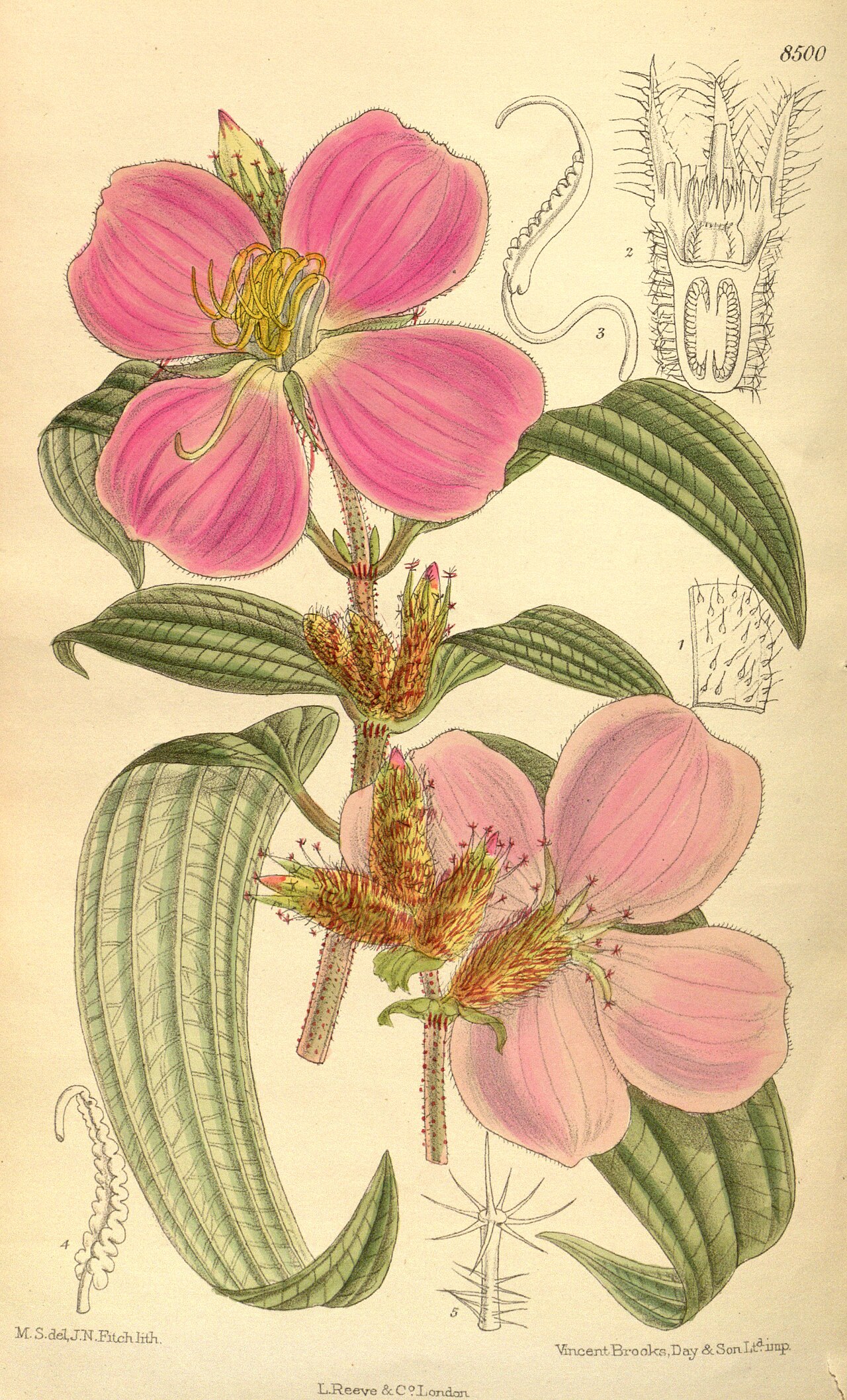 Osbeckia stellata